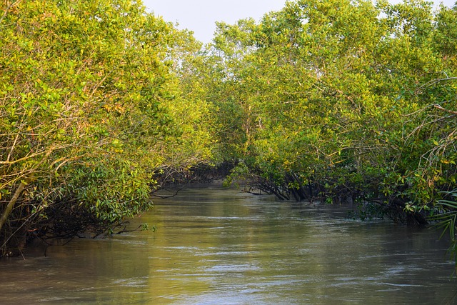 Sundarbans
