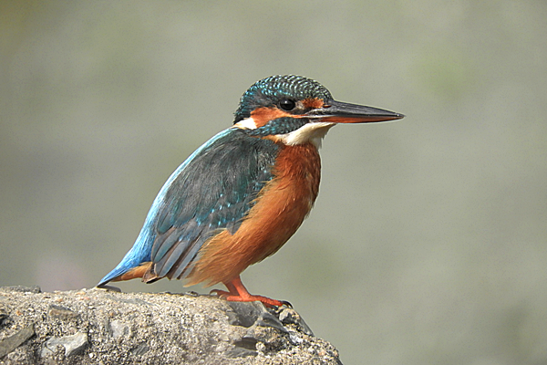 Default Image